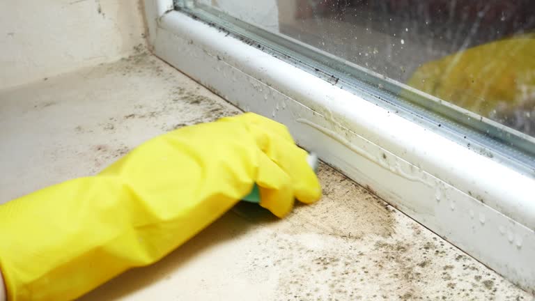 Reliable Calcium, NY Mold Removal Solutions